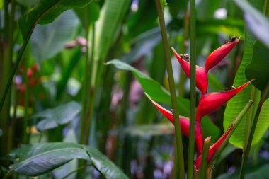 Bereketli bir bahçede tropik kırmızı helikonya çiçeği