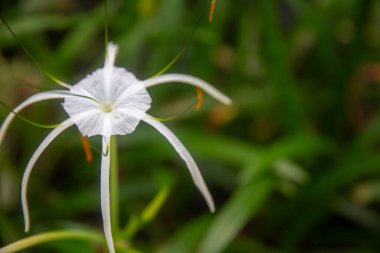 Bahçedeki örümcek zambağı Yakından alındı