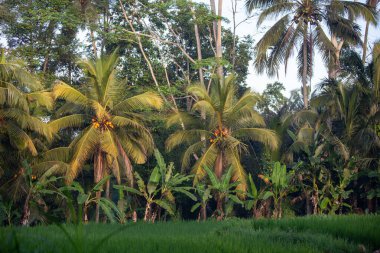 Endonezya 'da pirinç tarlasında hindistan cevizi ağaçları