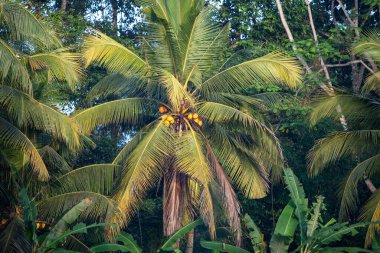 Endonezya 'da bir ağaçta tropik sarı hindistan cevizi