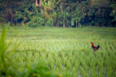 Ubud, Endonezya 'daki pirinç tarlasında horoz