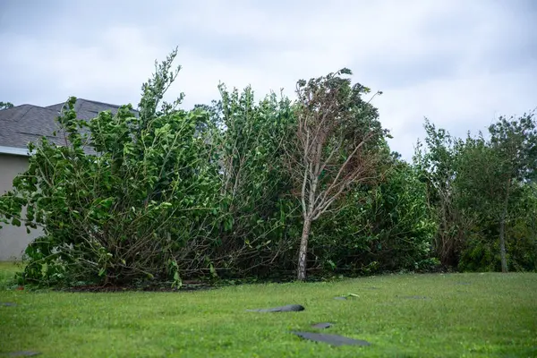 Ağaçlar ve çalılar Şiddetli bir fırtınadan sonra uçup gitti