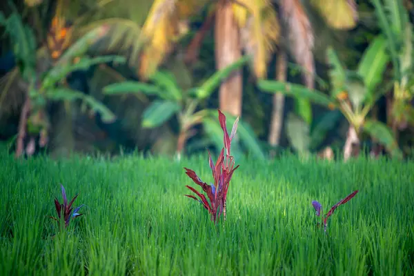 Pirinç tarlasında rastgele üç tropikal bitki