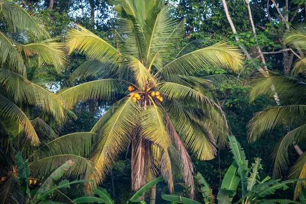 Endonezya 'da bir ağaçta tropik sarı hindistan cevizi