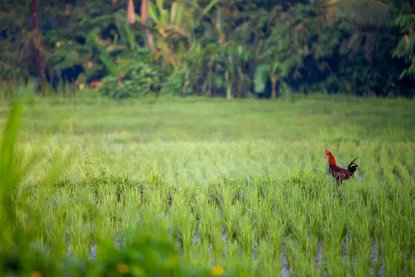 Ubud, Endonezya 'daki pirinç tarlasında horoz