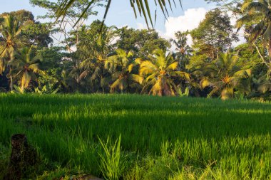 Endonezya 'da pirinç tarlasında hindistan cevizi ağaçları