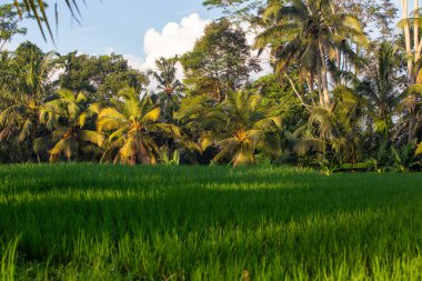Bali 'de Hindistan cevizi ağaçlı Endonezya Pirinci Tarlası