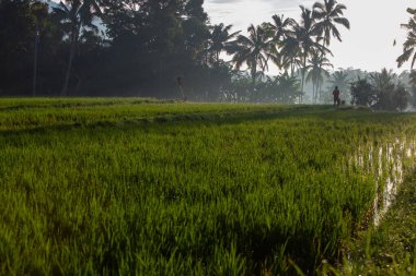 Endonezya, Asya 'daki pirinç tarlasında çalışan bir işçi.