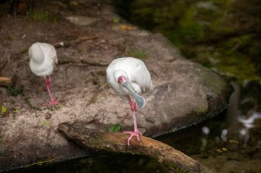 Afrika Kaşık Tasarısı Bir kuş sergisinde