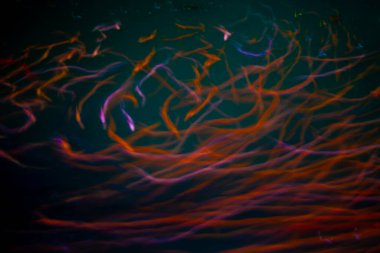 Renkli hareket bulanıklığı yaratmak için çok hızlı yüzen çeşitli balıklar