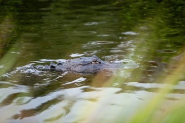 Everglades 'te boş vakitlerde yüzen bir timsah.