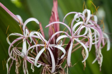 Muhteşem Mor Kraliçe Lily Bahçede