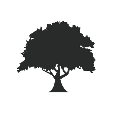 meşe ağacı vektör çizimi beyaz arkaplanda izole edildi