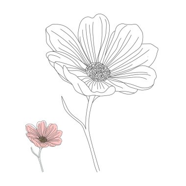 Resim tasarımı illüstrasyonunda Daisy Çiçeği