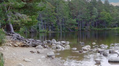 View to wild environment 