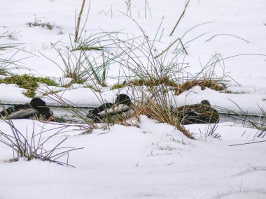 Enten im Winter, Germany