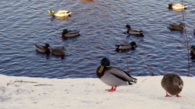 Enten im Kurpark von Schonach