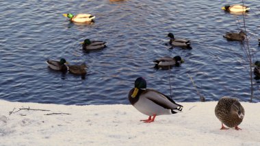 Tierische Bewohner im Kurpark Schonach