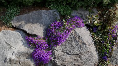 Steingarten nahe der Kastelburg im Schwarzwald