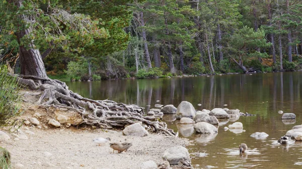 Cairngorms National Park, Loch an Eilein