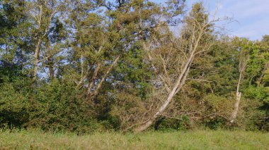 Ormandaki Ölü Orman