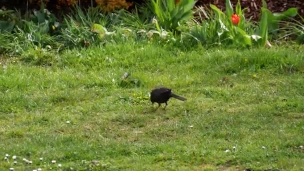 这只鸟在绿色的草地上觅食 — 图库视频影像