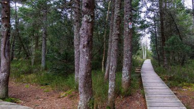 Uzun ağaçlarla dolu bir ormanın içinden geçen tahta bir patika.