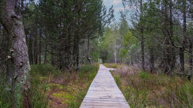  Kara Orman 'da ahşap yol