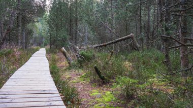 Ormandaki ahşap bir patika ve devrilmiş bir ağaç