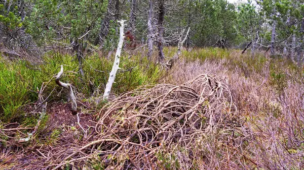 Uzun ağaçlı bir orman boyunca ahşap patika