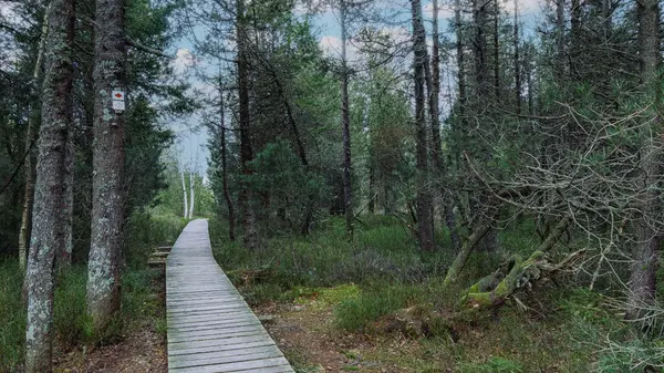  Uzun ağaçlı bir orman boyunca ahşap patika