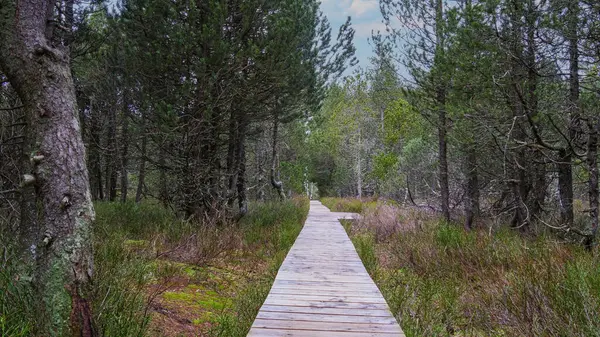  Kara Orman 'da ahşap yol
