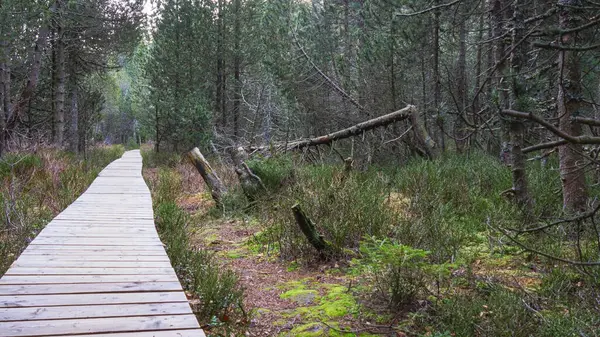 Ormandaki ahşap bir patika ve devrilmiş bir ağaç