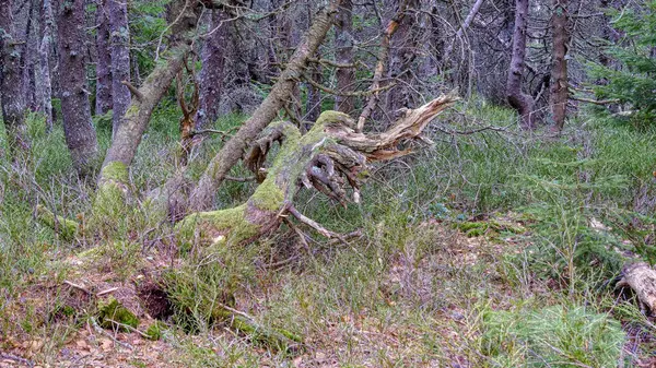 Ormanda devrilmiş bir ağaç.