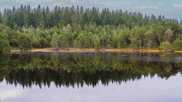 Arka planda orman olan bir göl.