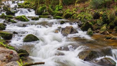 Ormandaki dağ deresi