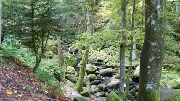 Piękny Krajobraz Rzeką Drzewami — Wideo stockowe