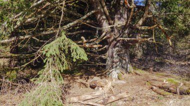 Ormandaki yaşlı boğumlu ağacı