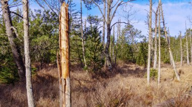 Kışın ilk zamanlarında orman