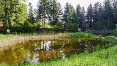 Yeşil çimenli bir gölet ve arka planda küçük bir göl.