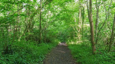 Baharda Yeşil Orman