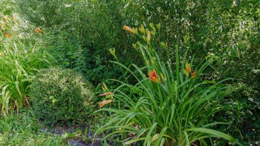 Çiçekli güzel bahçe