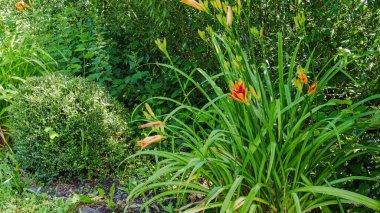 Turuncu zambaklar ve yeşil bitkiler