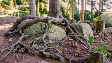 Ormanda bir ağaç, kayaların üzerinde büyüyen kökler.