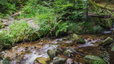 Ormandaki nehrin güzel manzarası