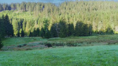 Küçük bir dağ ormanıyla sabah manzarası