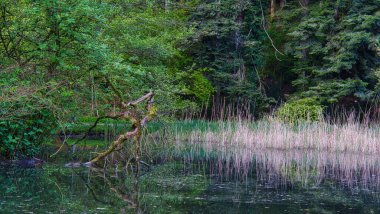 Ormanın kenarında ağaçlar ve yansımalarla dolu bir göl.