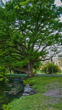 Ağaçlı ve yeşil yapraklı güzel bir manzara.