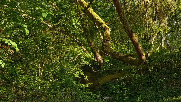 Güneşli bir günde yeşil yapraklı bir ağacın dikey görüntüsü.