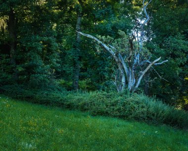 Ormanda yeşil ve ölü ağaçların olduğu güzel bir manzara.